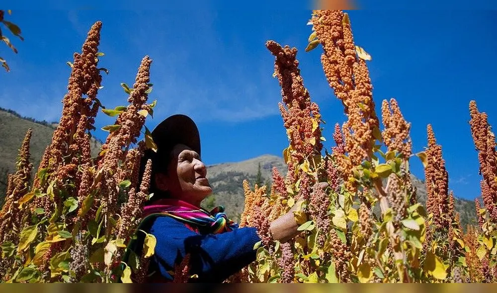 Perú avanza con el destrabe de proyectos de irrigación en todo el territorio. Foto: difusión Perú avanza con el destrabe de proyectos de irrigación en todo el territorio. Foto: difusión