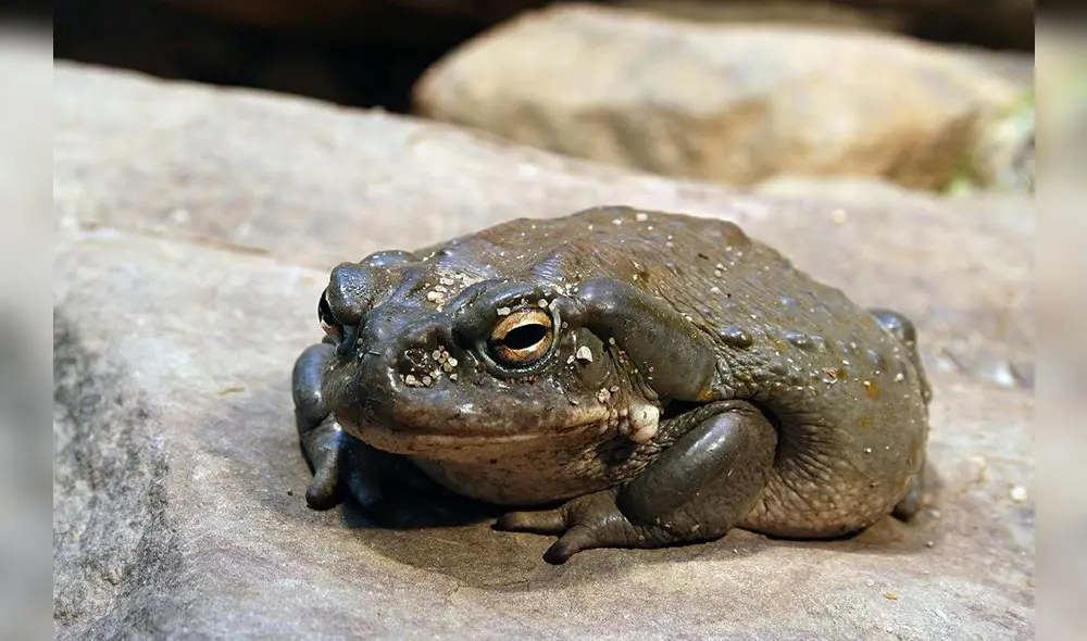 Las toxinas del sapo de río Colorado tienen efectos alucinogenos.