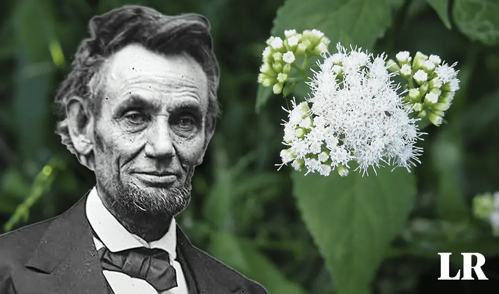 La enfermedad provocada por esta planta era conocida como 'la enfermedad de la leche'. Foto: composición LR/ Donald Cameron/ Ilustre La enfermedad provocada por esta planta era conocida como 'la enfermedad de la leche'. Foto: composición LR/ Donald Cameron/ Ilustre