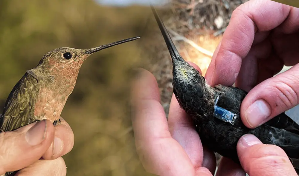 Los dispositivos geolocalizadores en los colibríes ayudaron a identificar sus rutas entre Chile y Perú. Foto: composición LR/UMN Los dispositivos geolocalizadores en los colibríes ayudaron a identificar sus rutas entre Chile y Perú. Foto: composición LR/UMN