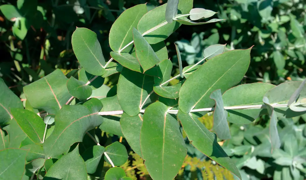 Científicos encuentran oro en las hojas de un árbol de eucalipto. Foto: Gobierno de Canarias