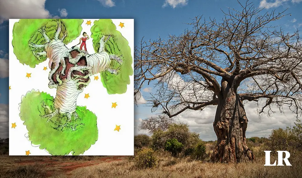 En la cultura occidental, los baobabs son conocidos por aparecer en el cuento de El Principito. Foto: composiciónLR/difusión/Flickr En la cultura occidental, los baobabs son conocidos por aparecer en el cuento de El Principito. Foto: composiciónLR/difusión/Flickr