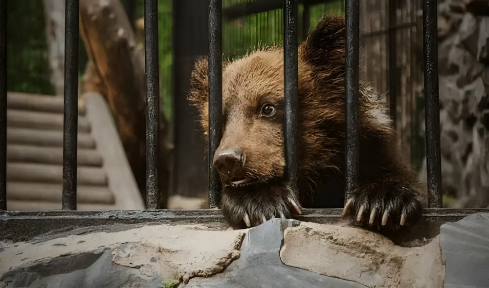 Después de 11 años de lucha, el país de América Latina se ha convertido en el primer país del mundo en cerrar todos sus zoológicos estatales. Foto: Shutterstock. Video: EFE