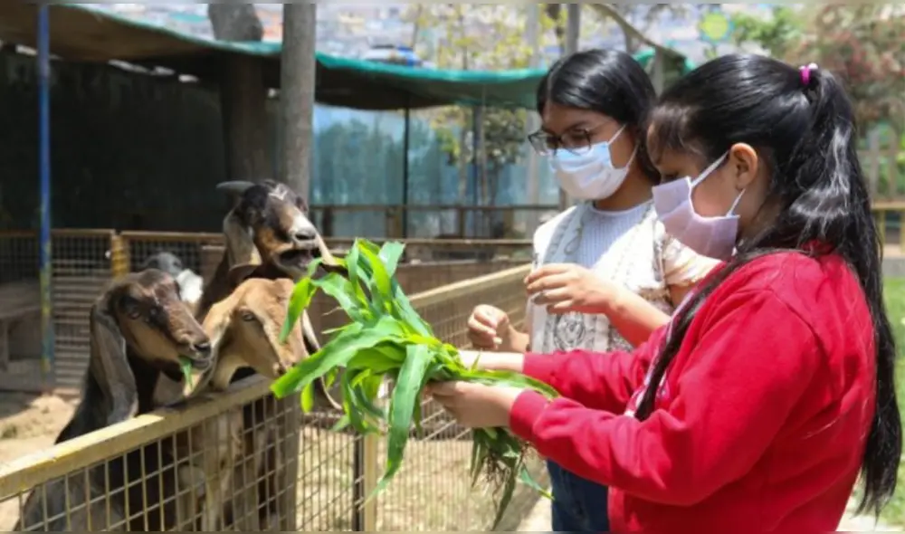 Las granjas son una buena opción para visitar en Lima. Foto: Municipalidad de Lima