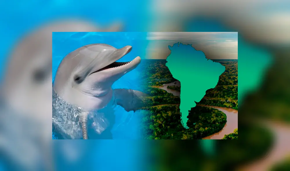 Este es el ranking de los países en donde puedes visitar y presenciar en persona a delfines. Foto: composición LR/Freepik/TVPerú/GettyImages