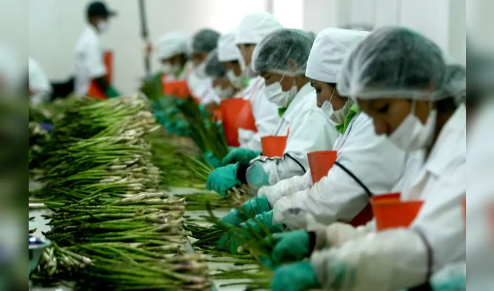 La mano de obra en el procesamiento de espárragos para exportaciones habría sido un elemento clave. Fuente: Andina La mano de obra en el procesamiento de espárragos para exportaciones habría sido un elemento clave. Fuente: Andina