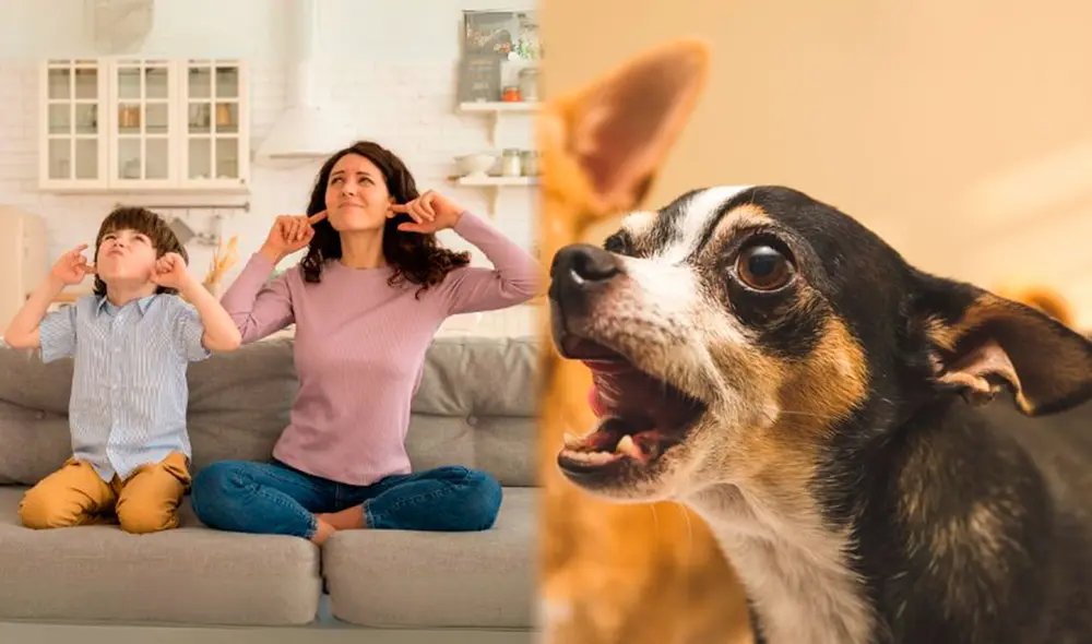 La policía colombiana no está facultada para intervenir en casos relacionados con ruidos no violentos, como el ruido excesivo de mascotas. Foto: Composición LR/ISeguros/Wamiz La policía colombiana no está facultada para intervenir en casos relacionados con ruidos no violentos, como el ruido excesivo de mascotas. Foto: Composición LR/ISeguros/Wamiz