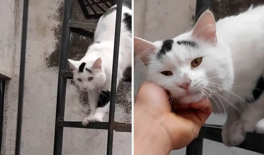 Video tiene 1.5 millones de 'me gusta'. Foto: composición LR/ TikTok - Video: TikTok Video tiene 1.5 millones de 'me gusta'. Foto: composición LR/ TikTok - Video: TikTok