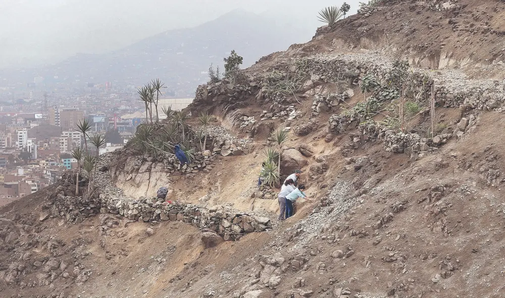 Esfuerzo. En las laderas del cerro se multiplica la vegetación. La gente de la zona apoya esta labor. Foto: Félix Contreras