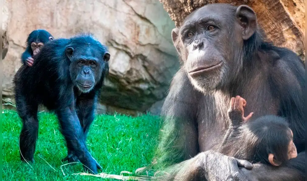 El comportamiento del chimpancé hembra Natalia ha podido ser visto antes entre la especie. Fotos: Bioparc El comportamiento del chimpancé hembra Natalia ha podido ser visto antes entre la especie. Fotos: Bioparc