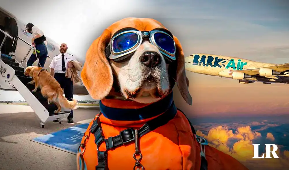 La aerolínea para mascotas ofertará vuelos exclusivos. Foto: Composición LR/ Bark Air Instagram