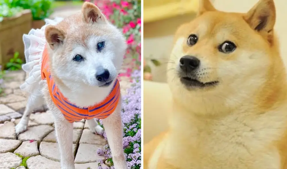 Kabosu, la perra japonesa por el meme Doge, murió en Japón. Foto: composición LR/ Instagram/kabosumama Kabosu, la perra japonesa por el meme Doge, murió en Japón. Foto: composición LR/ Instagram/kabosumama