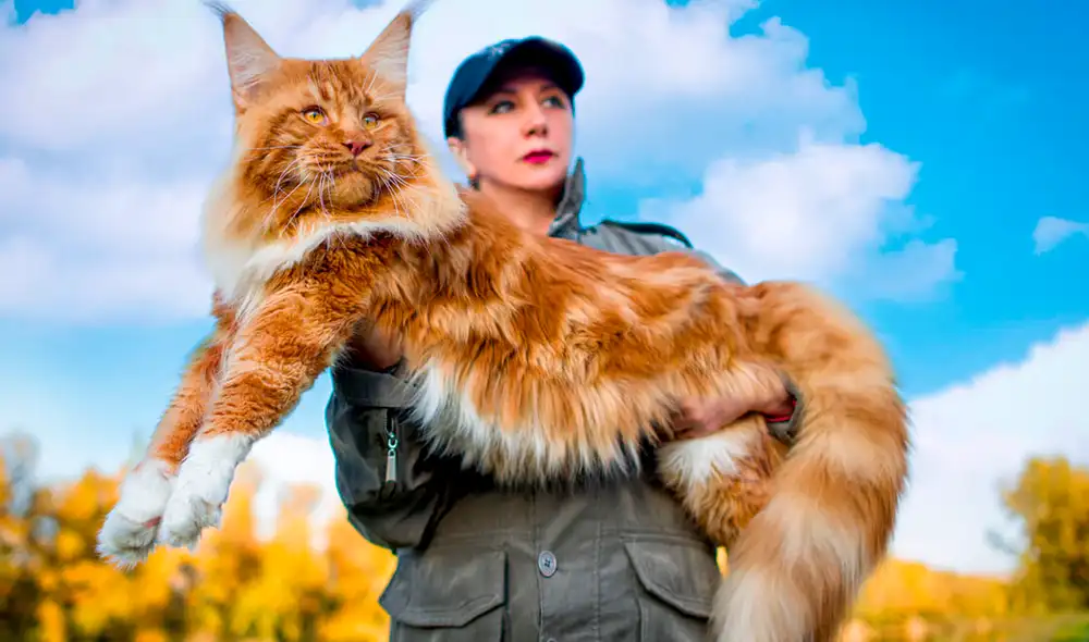 Este felino es también conocido por ser amistoso y social. Foto: Michimio Este felino es también conocido por ser amistoso y social. Foto: Michimio