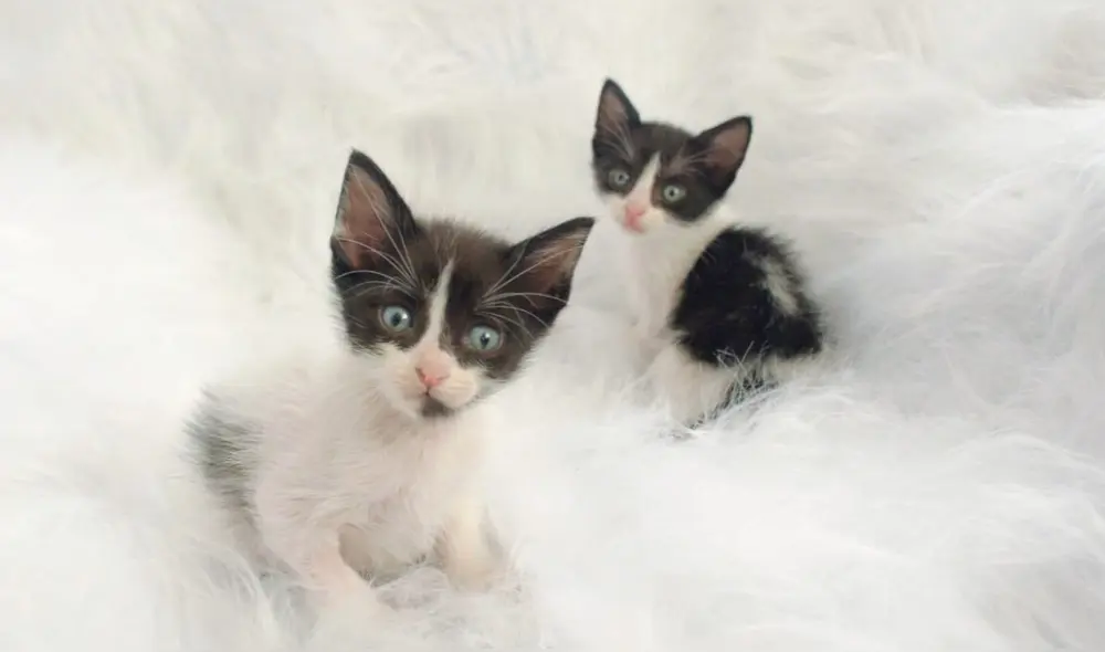 Gatitos podrían ser arrojados a la calle en los próximos días. Foto: Incondicional.pe