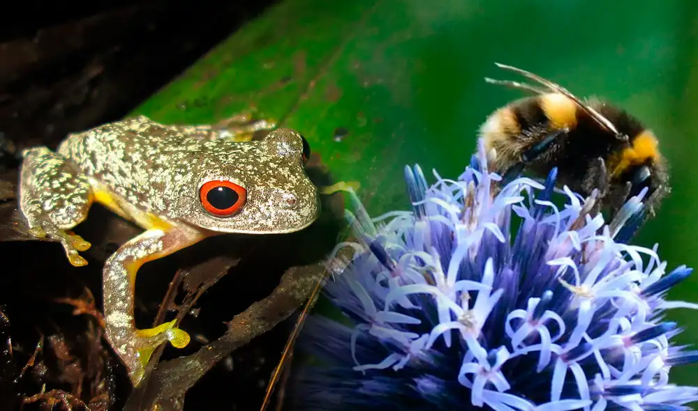 Chile supera a países de Europa y África al presentar mayores repercusiones negativas por estas especies. Foto: composición LR/National Geographic