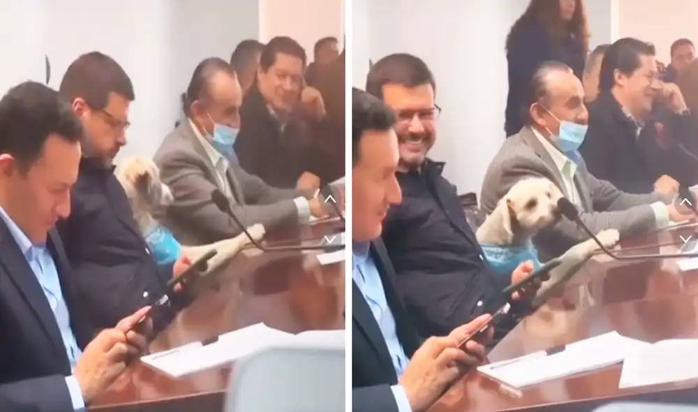 El video produjo miles de sonrisas a los usuarios en redes sociales. Foto: composición LR/TikTok/@pastodenuncias El video produjo miles de sonrisas a los usuarios en redes sociales. Foto: composición LR/TikTok/@pastodenuncias