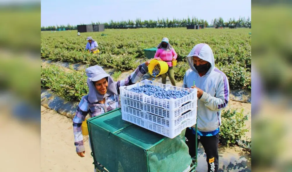 Agroexportadoras crecieron en 4,2% Foto: Andina