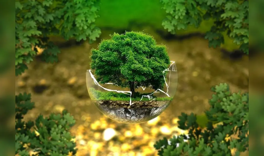 Foto: Desarrollar o promocionar aplicaciones móviles que enseñen sobre árboles es una excelente manera de llegar a un público más joven y tecnológico.