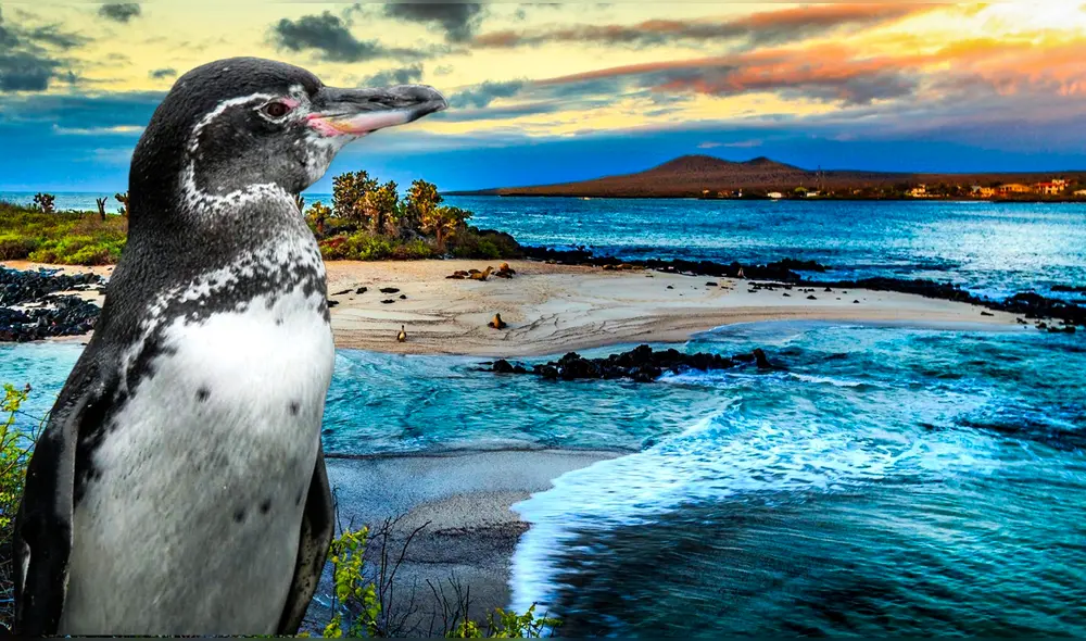 Las Islas Galápagos está ubicada en uno de los países de Sudamérica que fue reconocido por la UNESCO. Foto: Composición LR | Global Penguin Society | Pinterest Las Islas Galápagos está ubicada en uno de los países de Sudamérica que fue reconocido por la UNESCO. Foto: Composición LR | Global Penguin Society | Pinterest