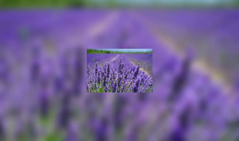 La lavanda es una de las plantas que pueden tener un gran beneficio para la salud y la relajación. Foto: El Espectador