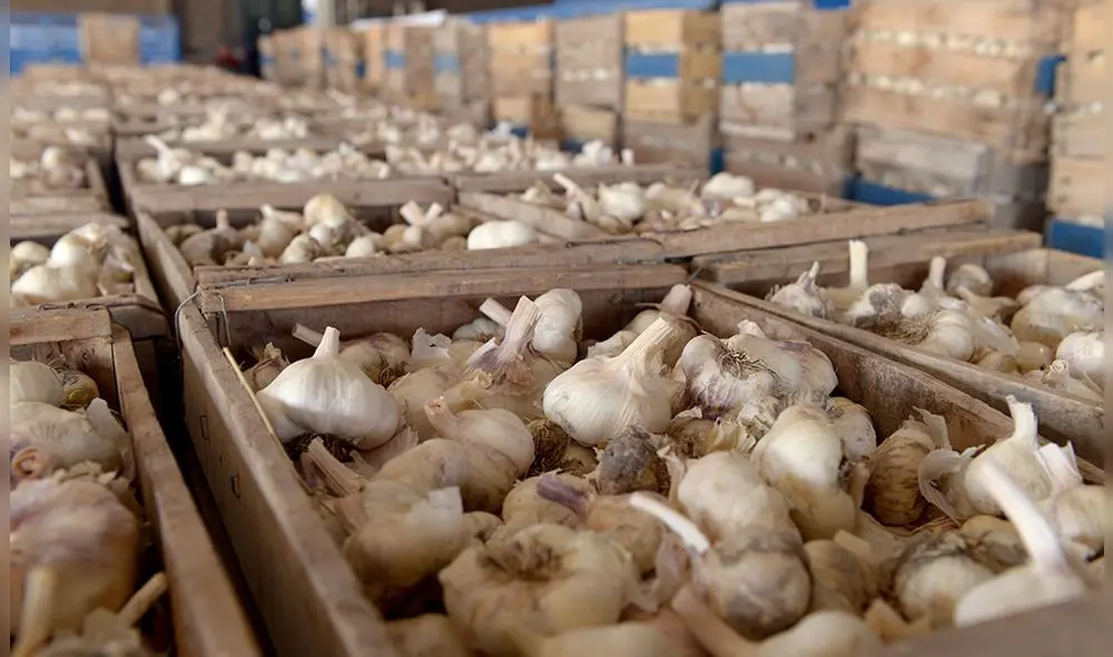 Argentina se posiciona como uno de los mayores productores de ajo en Latinoamérica. Foto: Revista Internos Argentina se posiciona como uno de los mayores productores de ajo en Latinoamérica. Foto: Revista Internos