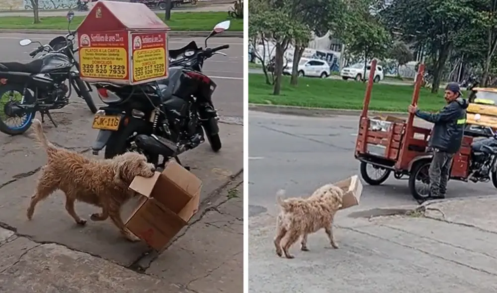 Usuarios reconocieron que dueño es amante de los animales. Foto: composición LR/ captura de TikTok - Video: TikTok Usuarios reconocieron que dueño es amante de los animales. Foto: composición LR/ captura de TikTok - Video: TikTok