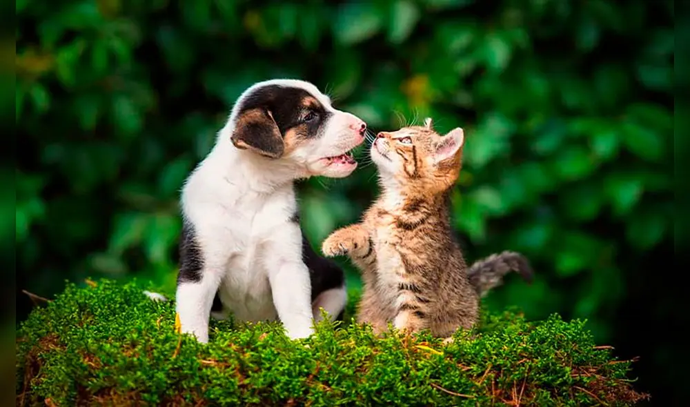 A la hora de elegir comida para tu perro también debes tener en cuenta si es alérgico a algo. Foto: Flebee
