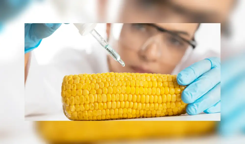 Transgénicos cultivados en suelo peruano ayudarán a desplazar a las importaciones, según Midagri. Foto: TSI Life Science