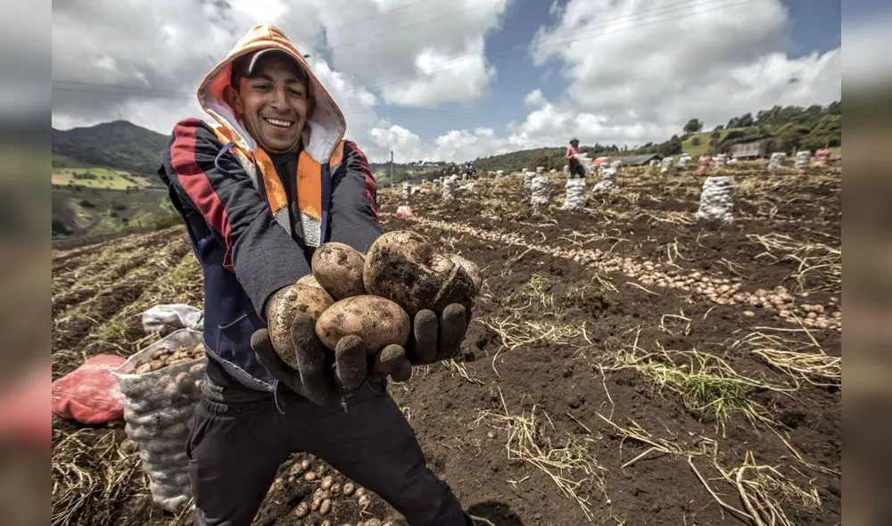 La papa también es conocida como la 'Flor Morada de los Andes'. Foto: Andina