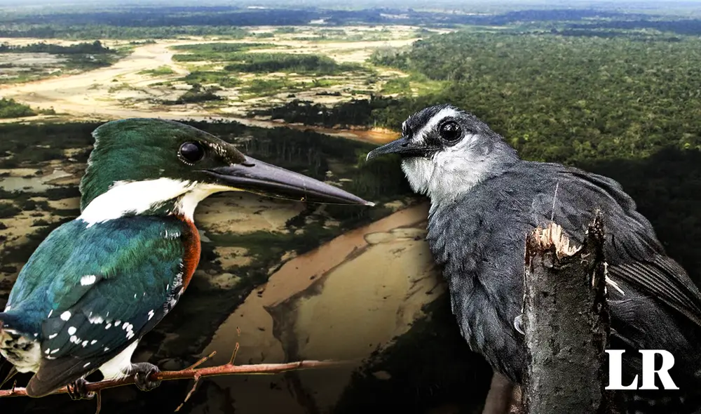 Se compararon los hallazgos con estudios anteriores, en otras partes de Sudamérica, y las cifras en Perú eran mayores. Foto: composiciónLR/FZS/EBird Se compararon los hallazgos con estudios anteriores, en otras partes de Sudamérica, y las cifras en Perú eran mayores. Foto: composiciónLR/FZS/EBird