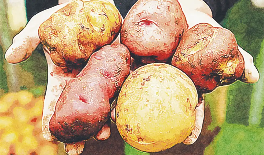 Columna de Mariana Escobar Arango.