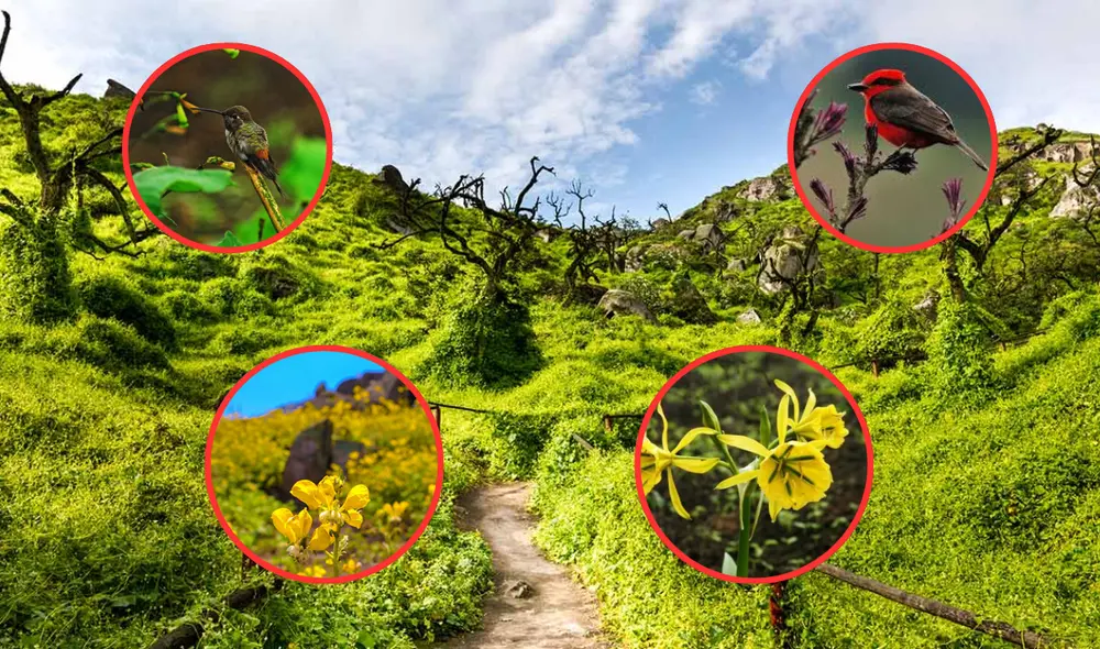 A finales de junio inicia la temporada de floración en las Lomas de Lachay. Foto: composición LR/Andina