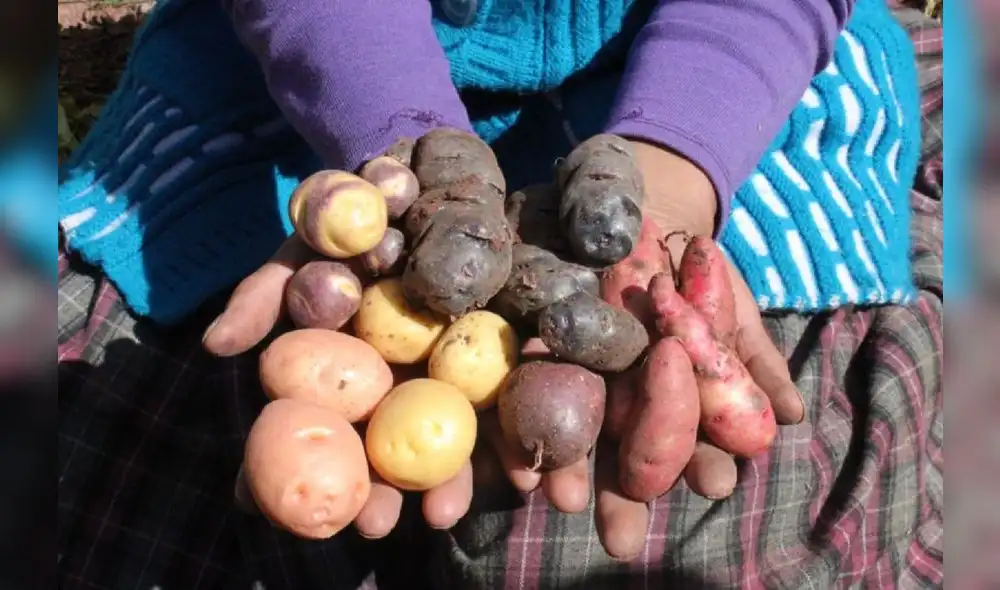 Se evidencian mayores índices de productividad con menores necesidades de agua. Foto: difusión