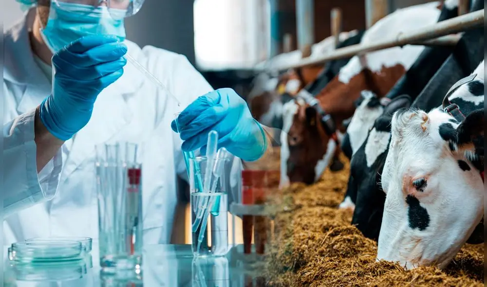 Se detecta el segundo caso de gripe aviar en la ciudad de Michigan en Estados Unidos. Fotos: Pexel