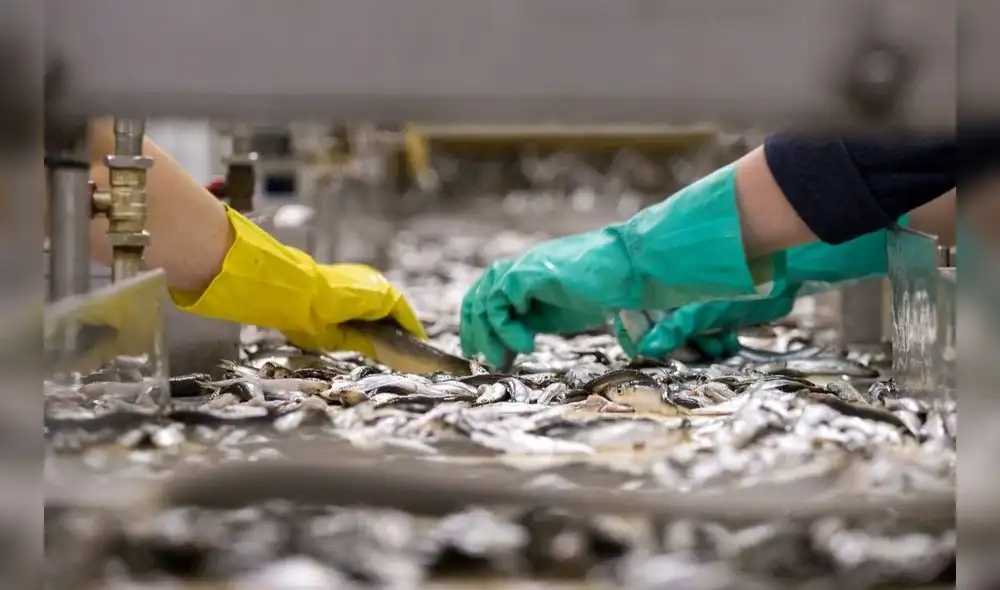 Paracas. El acta sostiene que se ha "desconocido por completo los compromisos y obligaciones asumidas por el Estado peruano de lograr la conservación efectiva del 30% de los ecosistemas marinos hasta el año 2030". Foto: Mincetur