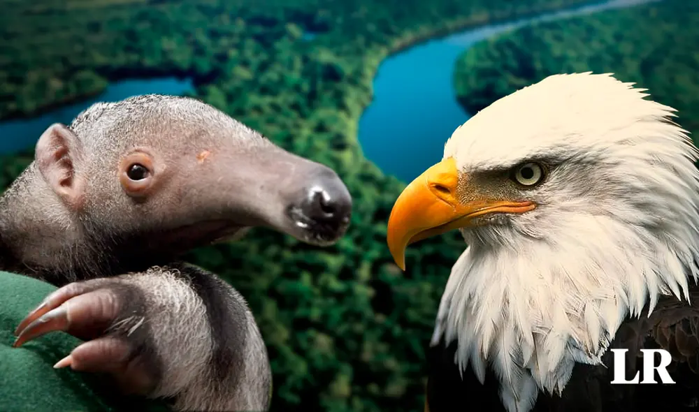 México e Indonesia son los otros países del mundo donde habitan más de estos animales. Foto: composición de Jazmin Ceras/La República/National Geographic México e Indonesia son los otros países del mundo donde habitan más de estos animales. Foto: composición de Jazmin Ceras/La República/National Geographic