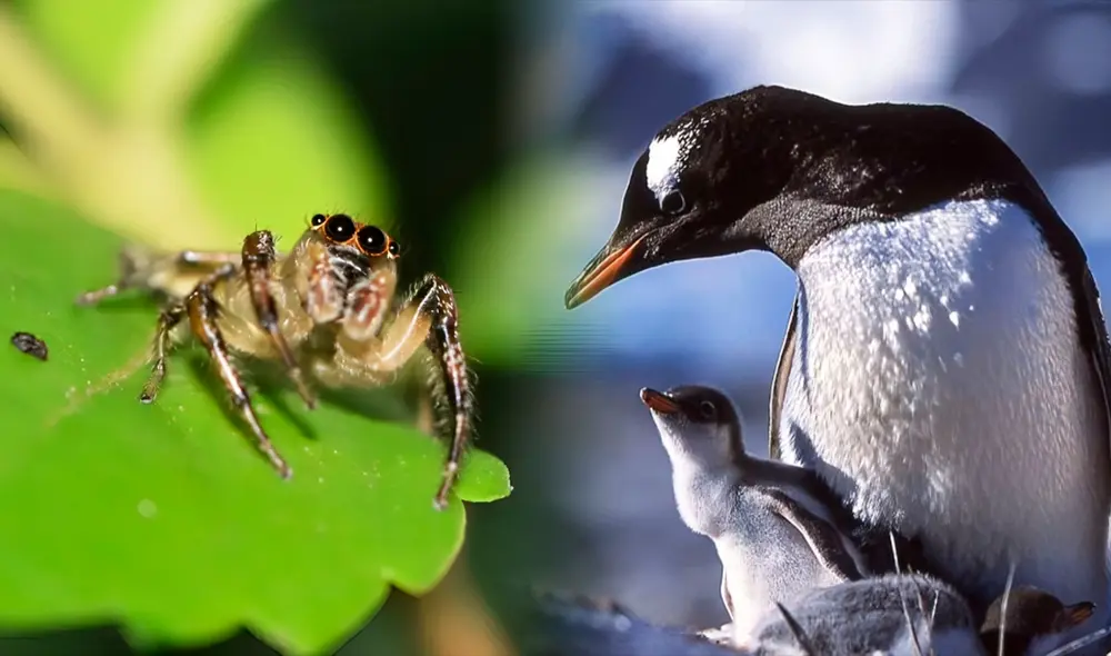Estos animales han desarrollado mecanismos para producir una secreción similar a la leche para sus crías. Foto: Naturalist/Autopista
