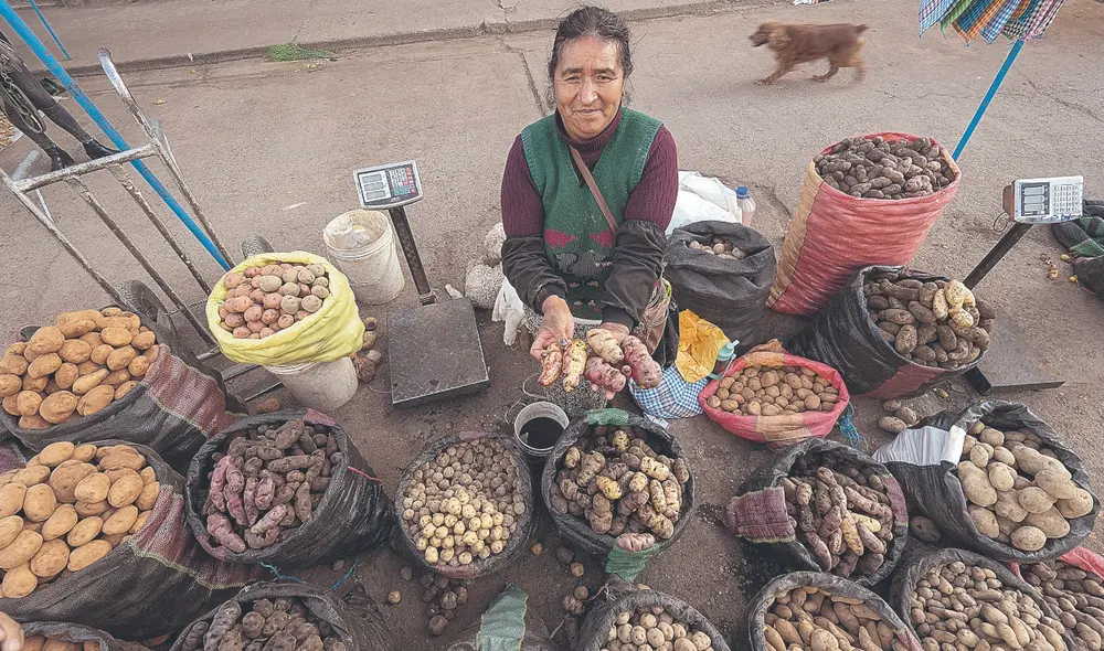 Identidad. Presente en todos los mercados y hogares del país, la papa o patata es parte de nuestro ser colectivo. En Junín, en la región central andina de nuestro país, es casi como la vida misma. Foto: AFP Identidad. Presente en todos los mercados y hogares del país, la papa o patata es parte de nuestro ser colectivo. En Junín, en la región central andina de nuestro país, es casi como la vida misma. Foto: AFP