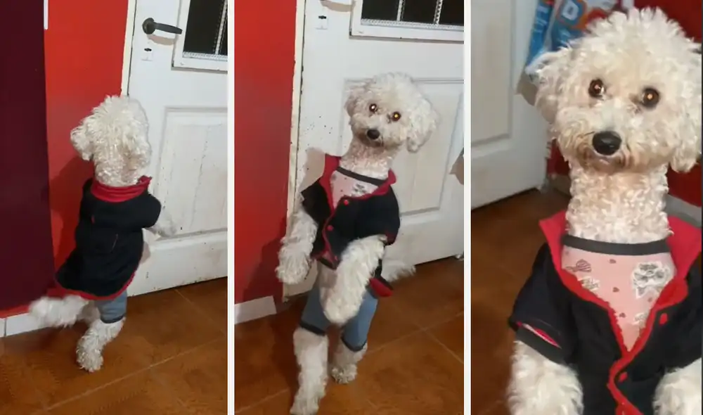 "¿Se te hace normal que tu perro pueda caminar demasiado?", cuestionaron usuarios. Foto: composición LR/ TikTok - Video: TikTok