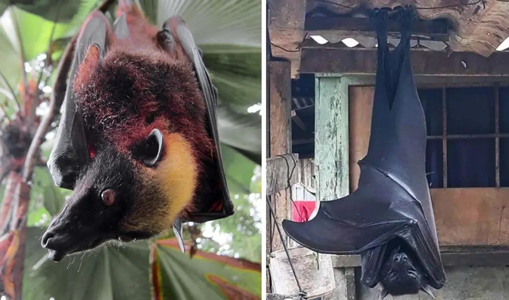 Filipinas ha iniciado esfuerzos de conservación, pero se necesita más investigación y educación para proteger el murciélago más grande del mundo. Foto: composición LR  Reddit/inaturalist