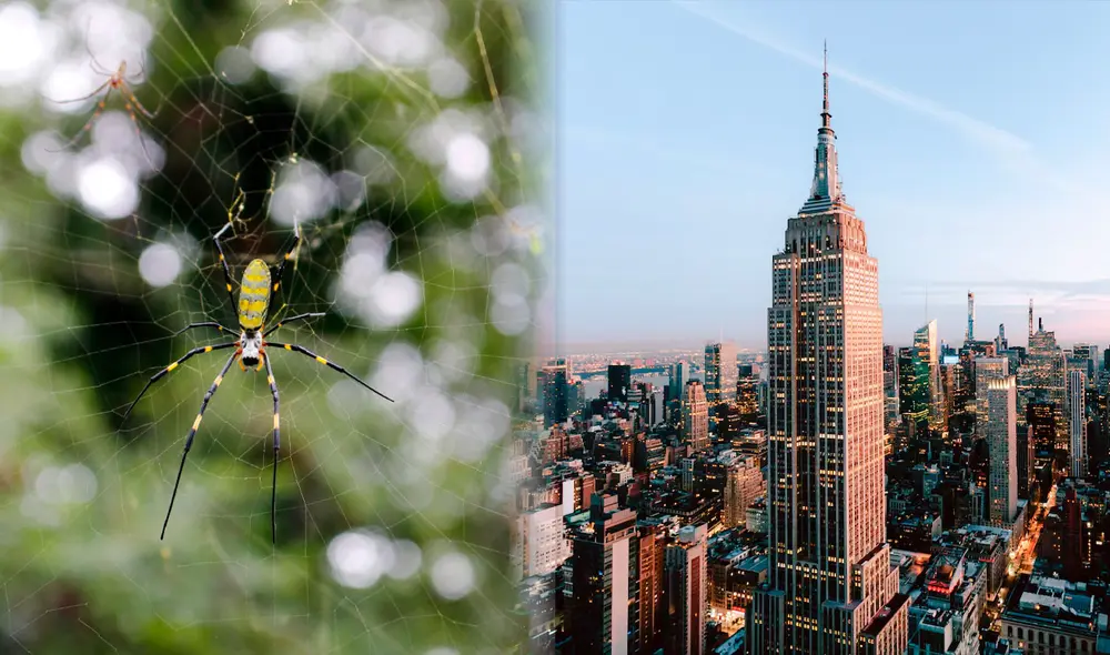 Experto en ecología señala que se podrían avistar arañas joro por primera vez en Estados Unidos. Fotos: Joro Watch/Pixabay Experto en ecología señala que se podrían avistar arañas joro por primera vez en Estados Unidos. Fotos: Joro Watch/Pixabay