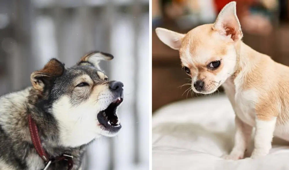 Los perros tienen el sentido del olfato mejor desarrollado que los humanos. Foto: composición LR/Mundo deportivo/National Geographic