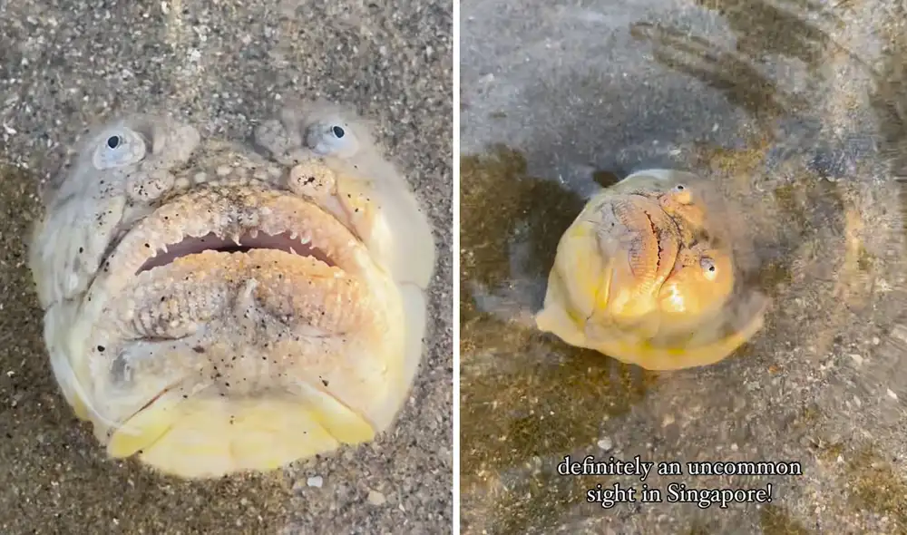 Criatura tendría órganos eléctricos. Foto: composición LR/ captura de Instagram - Video: Instagram