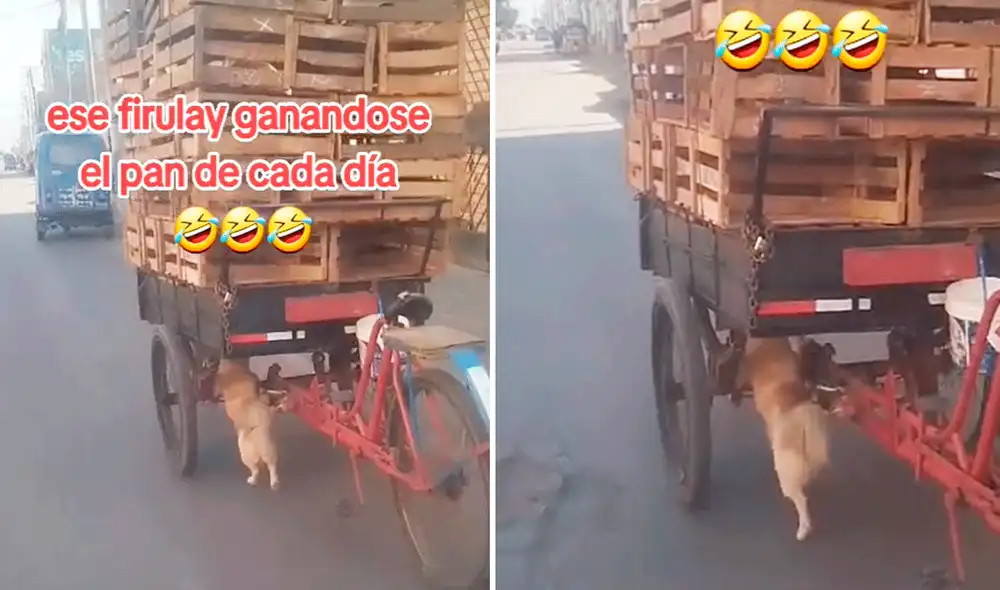 Usuarios en TikTok aplaudieron al perrito por su esfuerzo en el trabajo. Foto: composición LR/YouTube/@juniormattaloyola