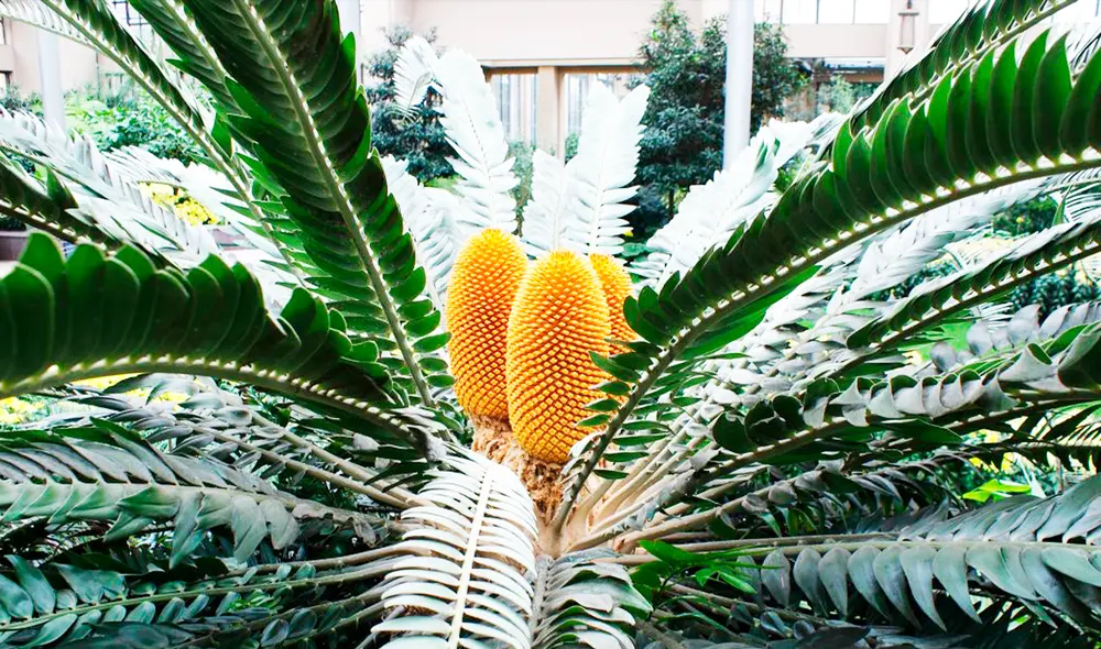 Los científicos están enfocados en buscarle una pareja para su reproducción. Foto: Longwood Gardens
