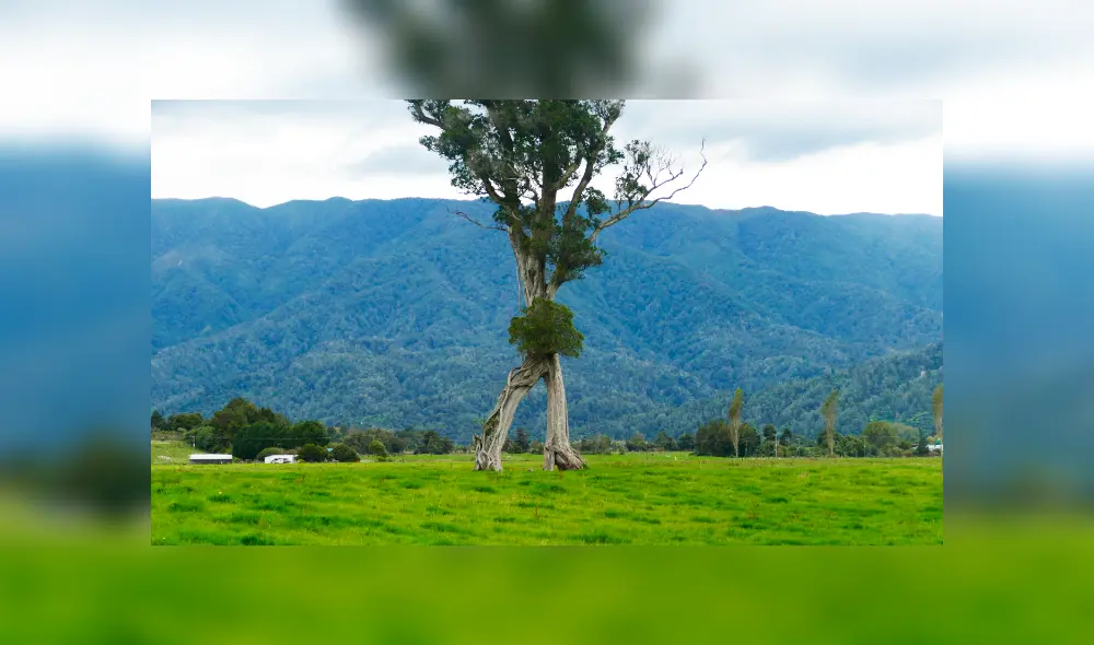 El 'árbol andante' es un Metrosideros robusta, especie que vive hasta los 1.000 años. Foto: Gareth Andrews/karamea.nz El 'árbol andante' es un Metrosideros robusta, especie que vive hasta los 1.000 años. Foto: Gareth Andrews/karamea.nz