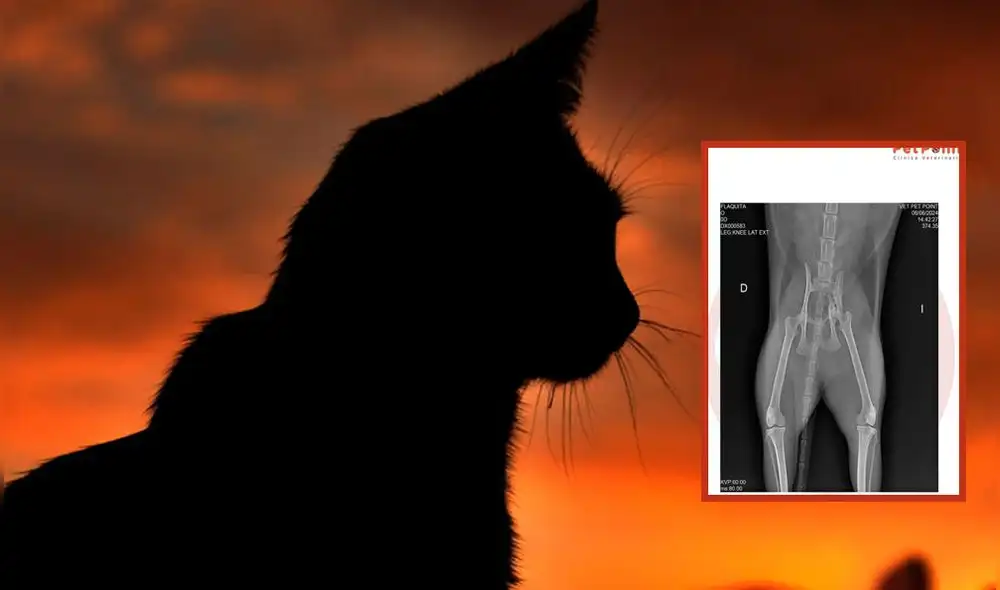 Gata 'Flakita' requiere de apoyo para su recuperación. Foto: composición LR/ElEstímulo