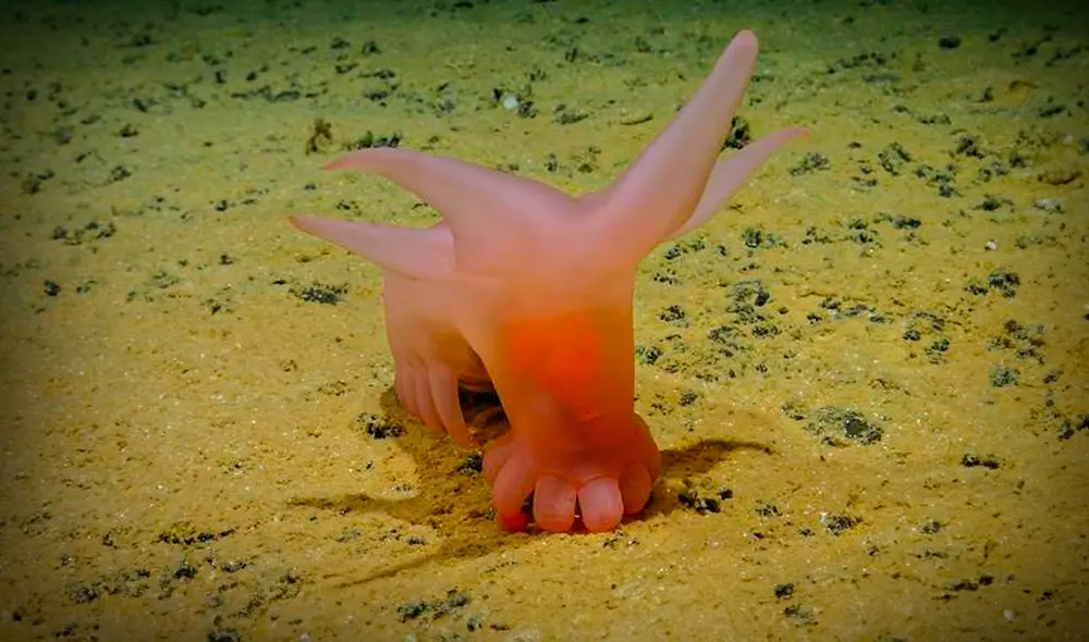 Los cerdos marinos rosados tienen cuerpos blandos y translúcidos que suelen tener un tono rosado, de ahí su apodo. Foto: Smartex/NHM/NOC