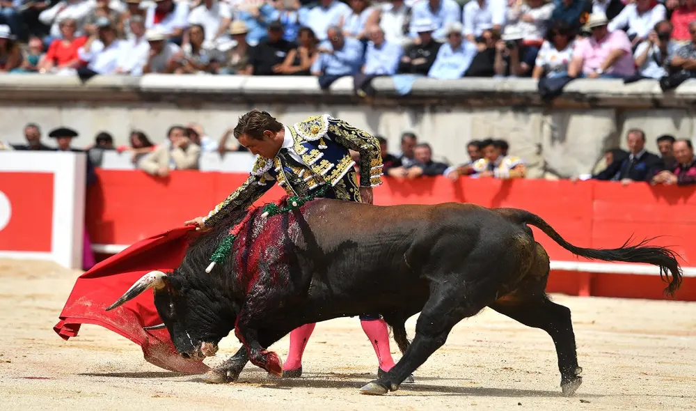 Manizales y Cali son las localidades colombianas en las que el toreo tiene mayor presencia. Foto: AFP