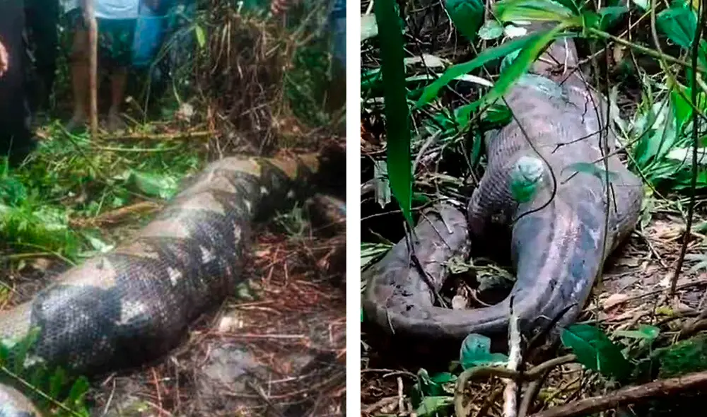 Este no es el primer caso de ataque por parte de esta serpiente registrado en Indonesia. Foto: Composición LR/Captura X.